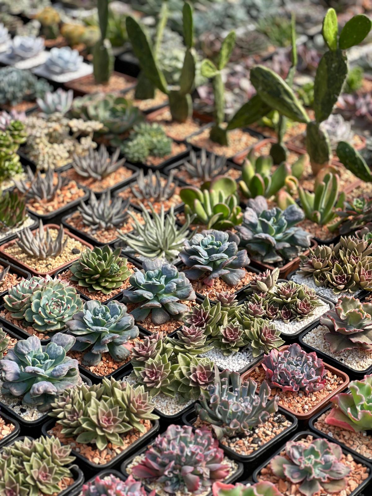 Suculentas de coleção